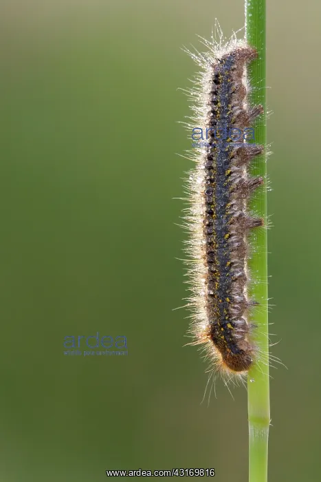 : Drinker Moth : Drinker Moth