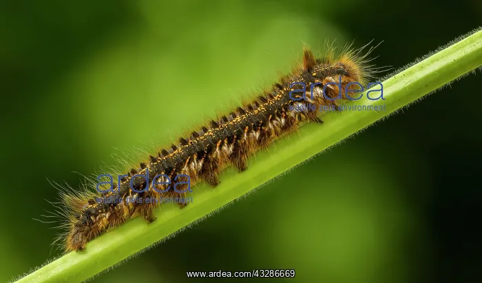  : Drinker Moth Caterpillar - crawling along plant stem