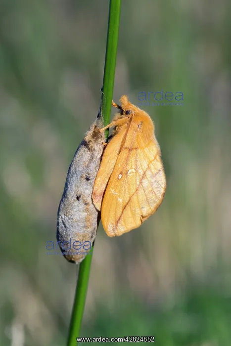 : Drinker Moth - on cocoon : Drinker Moth - on cocoon