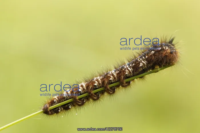 : Drinker Moth (Euthrix potatoria) caterpillar ea : Drinker Moth (Euthrix potatoria) caterpillar ea