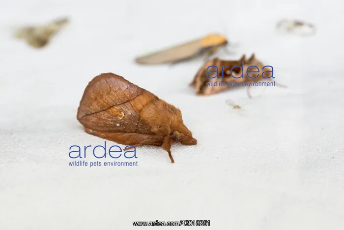 : Drinker Moth male : Drinker Moth male