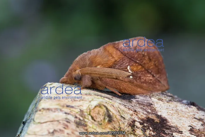 : Drinker Moth - Summer : Drinker Moth - Summer
