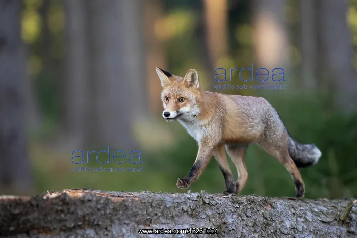 : Drinking red fox (Vulpes vulpes) on a tree trunk : Drinking red fox (Vulpes vulpes) on a tree trunk