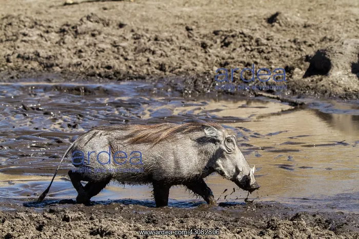: drinking in the Savuti river nearly dried : drinking in the Savuti river nearly dried