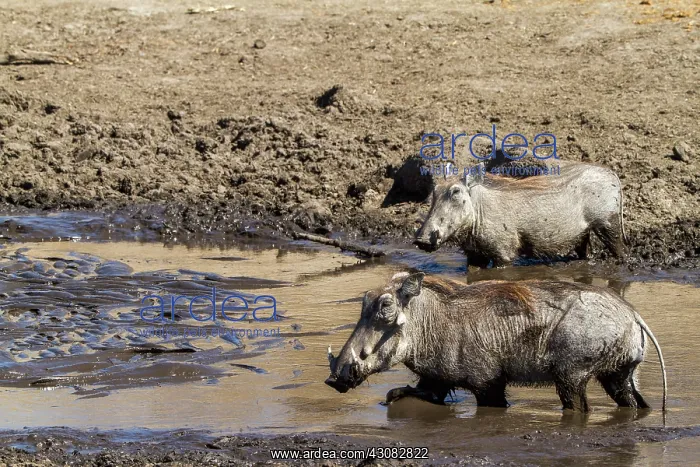 : drinking in the Savuti river nearly dried : drinking in the Savuti river nearly dried