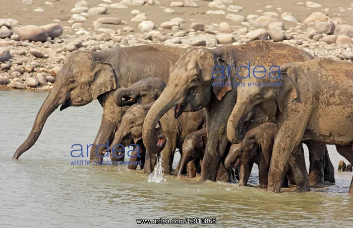 : Drinking session of Indian / Asian Elephants in : Drinking session of Indian / Asian Elephants in