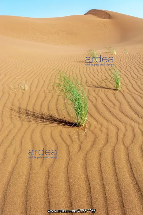 : Drinn grass (Stipagrostis pungens) in the sand dunes : Drinn grass (Stipagrostis pungens) in the sand dunes