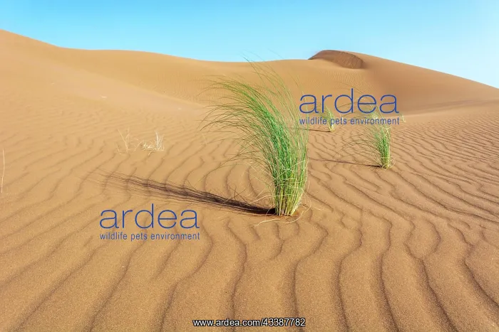 : Drinn grass (Stipagrostis pungens) in the sand dunes : Drinn grass (Stipagrostis pungens) in the sand dunes