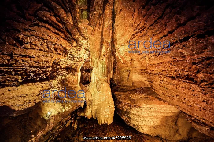 : Dripstone cave, Erdmannshnhle, Hasler cave, Hasel : Dripstone cave, Erdmannshnhle, Hasler cave, Hasel