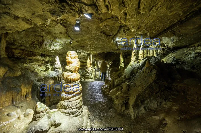 : Dripstone cave, Erdmannshnhle, Hasler cave, Hasel : Dripstone cave, Erdmannshnhle, Hasler cave, Hasel