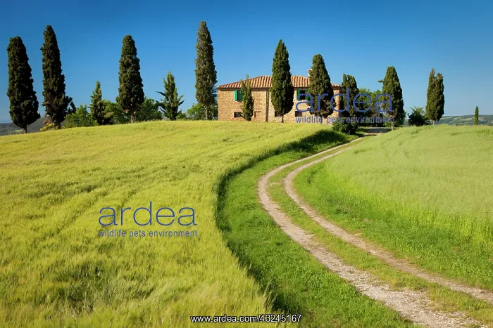 : Drive leading to country villa near Pienza : Drive leading to country villa near Pienza