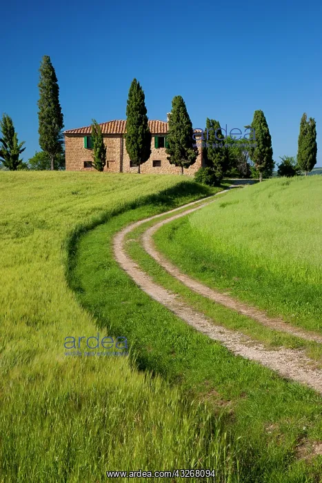 : Drive leading to country villa near Pienza : Drive leading to country villa near Pienza