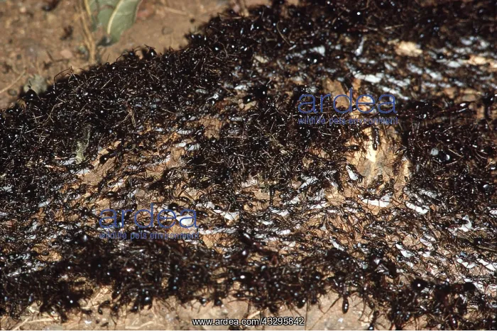 : DRIVER ANTS : DRIVER ANTS