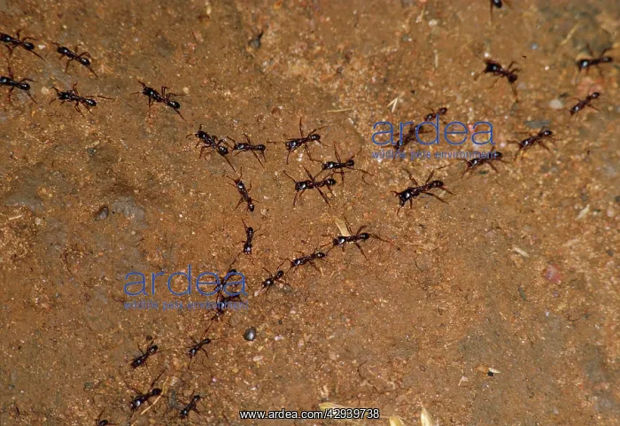: Driver Ants - hunting party : Driver Ants - hunting party