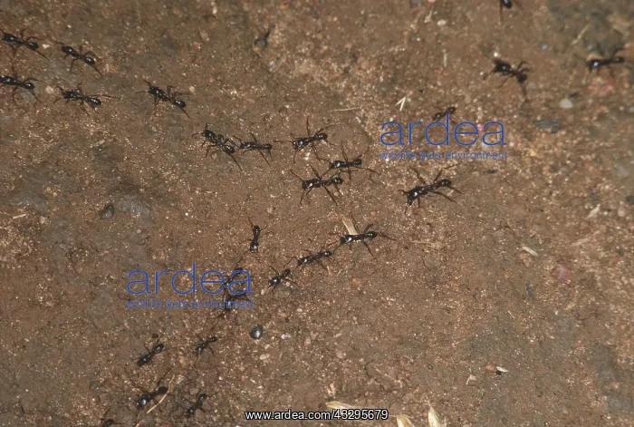 : DRIVER ANTS - Hunting party : DRIVER ANTS - Hunting party