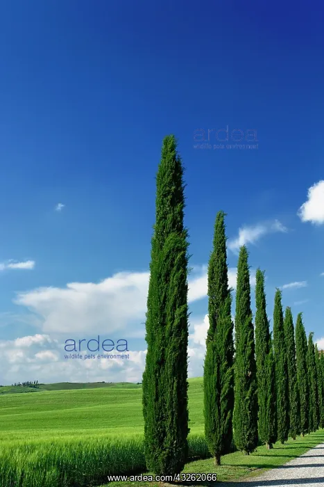 : Driveway lined with stately cypress trees : Driveway lined with stately cypress trees