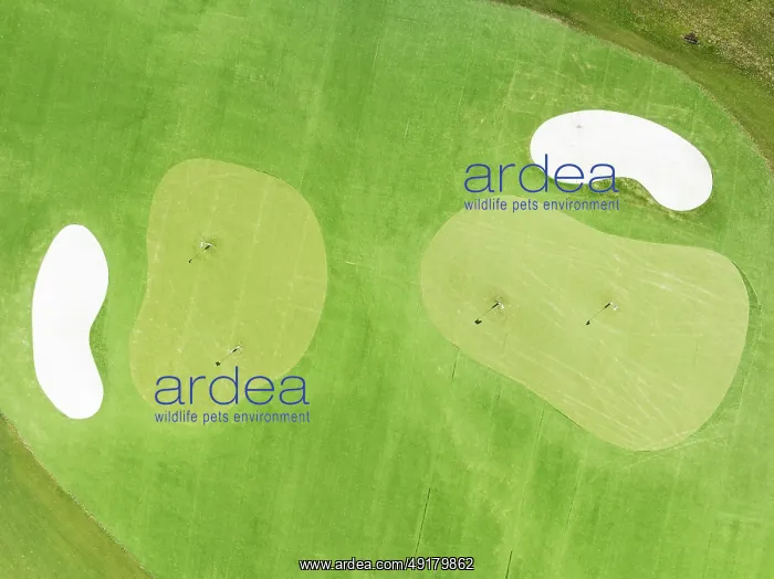 : Driving range with greens and bunkers at the San Roque Club Golf Resort : Driving range with greens and bunkers at the San Roque Club Golf Resort