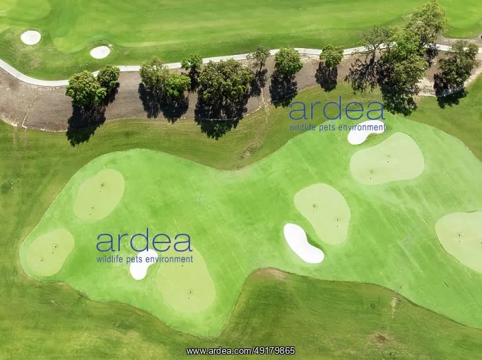 : Driving range with greens and bunkers at the San Roque Club Golf Resort : Driving range with greens and bunkers at the San Roque Club Golf Resort