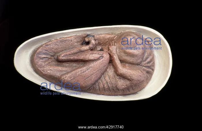 : Drodromeus Makelei Embryo DInosaur - artist conception : Drodromeus Makelei Embryo DInosaur - artist conception
