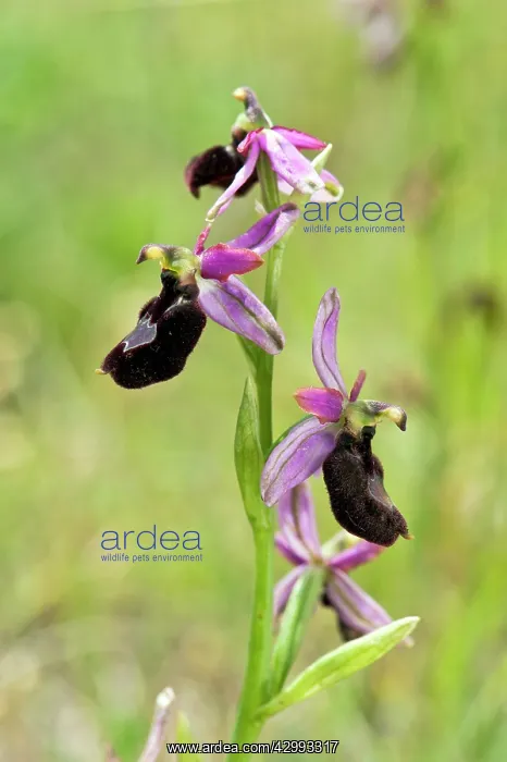 : Drome orchid - flower spike : Drome orchid - flower spike