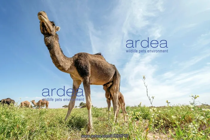 : Dromedaries (Camelus dromedarius)), mother suckles : Dromedaries (Camelus dromedarius)), mother suckles