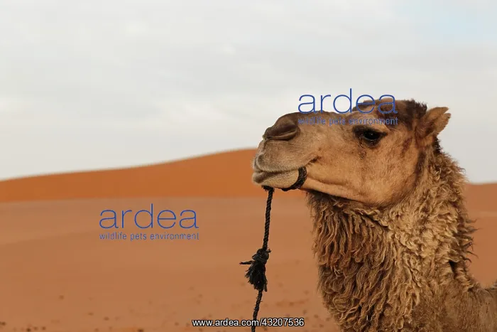: Dromedary or Arabian Camel (Camelus dromedarius) : Dromedary or Arabian Camel (Camelus dromedarius)