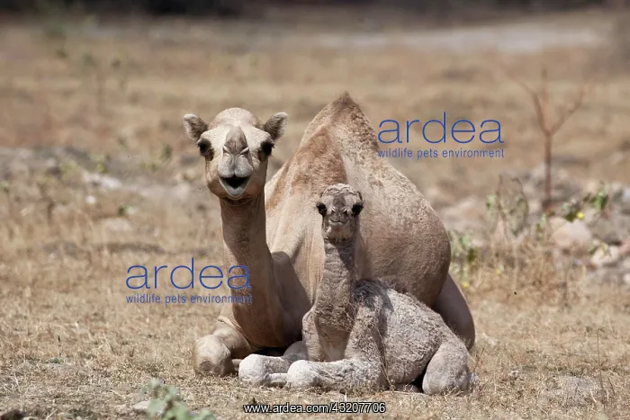 : Dromedary or Arabian Camel (Camelus dromedarius) : Dromedary or Arabian Camel (Camelus dromedarius)