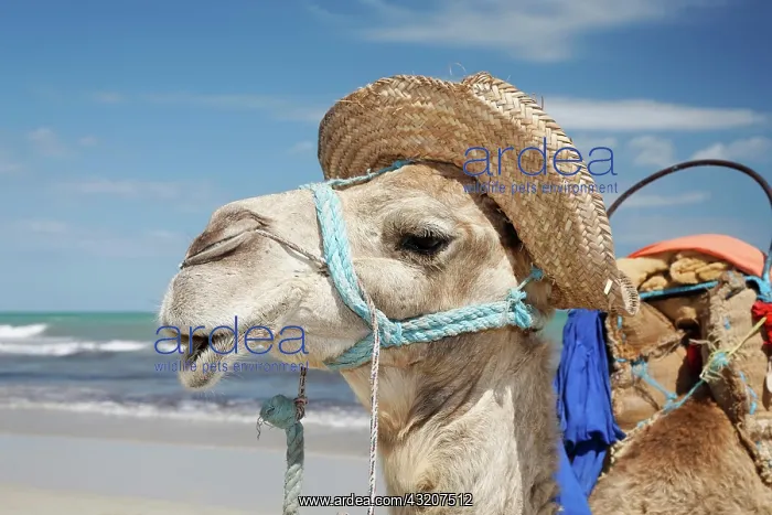 : Dromedary, Arabian camel (Camelus dromedarius) wearing : Dromedary, Arabian camel (Camelus dromedarius) wearing