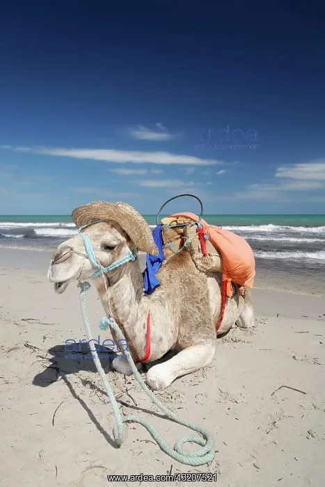 : Dromedary, Arabian camel (Camelus dromedarius) wearing : Dromedary, Arabian camel (Camelus dromedarius) wearing