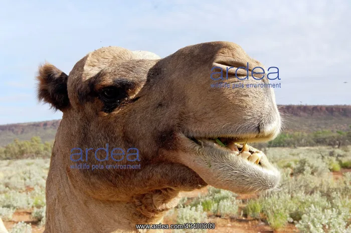 : Dromedary / Arabian Camel - feeding : Dromedary / Arabian Camel - feeding