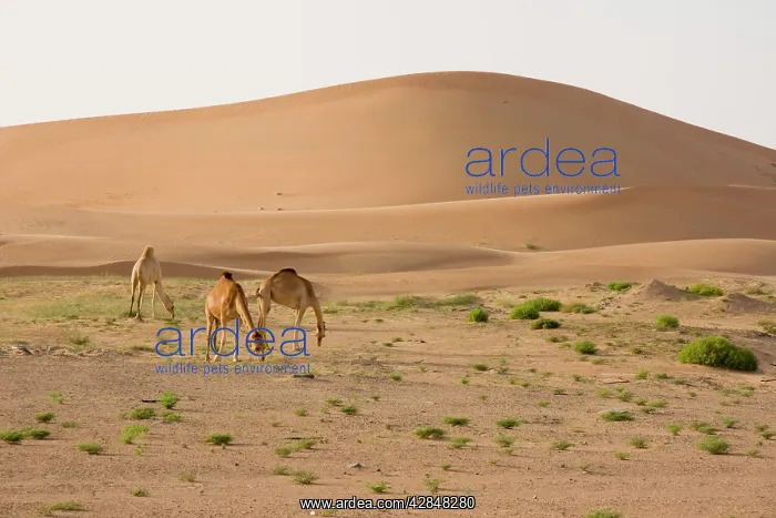 : Dromedary / Arabian Camel - feeding in the desert : Dromedary / Arabian Camel - feeding in the desert