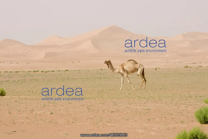 : Dromedary / Arabian Camel - walking in the desert : Dromedary / Arabian Camel - walking in the desert