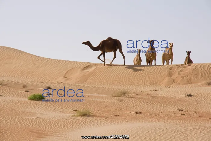 : Dromedary / Arabian Camels - walking through the desert : Dromedary / Arabian Camels - walking through the desert