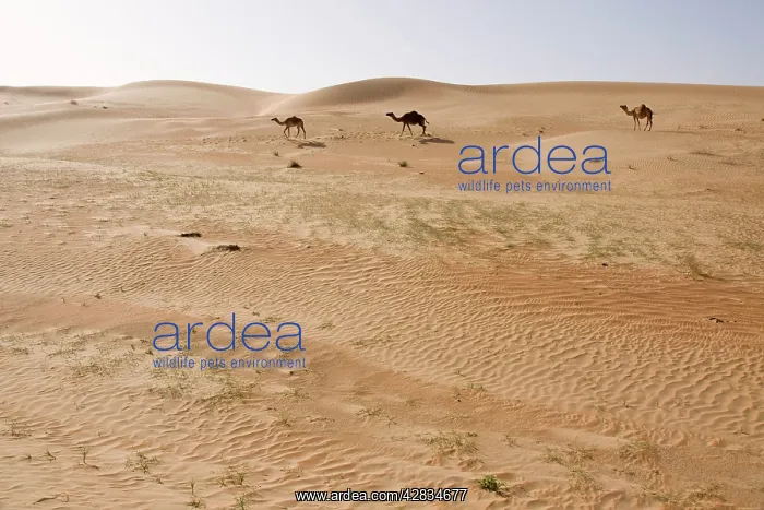 : Dromedary / Arabian Camels - walking through the desert : Dromedary / Arabian Camels - walking through the desert