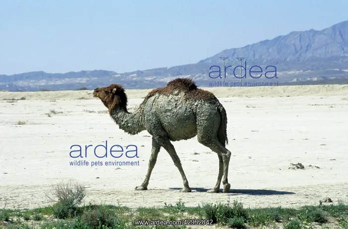 : Dromedary / Arabian / One-humped Camel - after : Dromedary / Arabian / One-humped Camel - after
