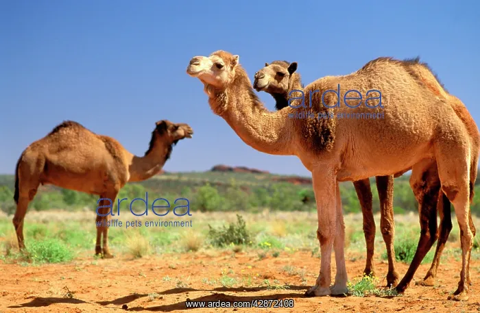 : Dromedary Camel : Dromedary Camel