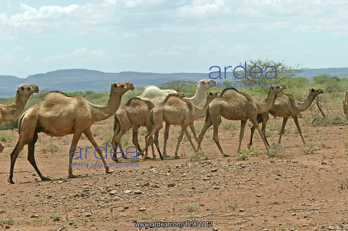 : Dromedary Camel : Dromedary Camel