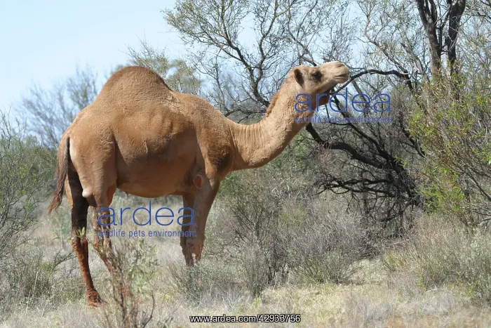  : Dromedary Camel