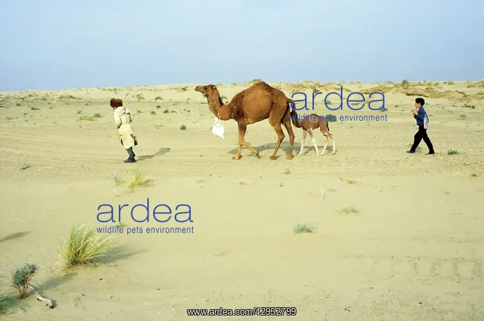 : Dromedary Camel / Arabian Camel / One-humped Camel : Dromedary Camel / Arabian Camel / One-humped Camel