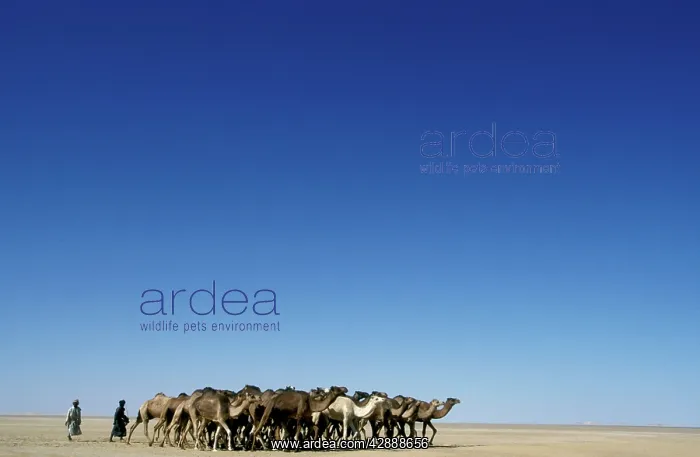 : Dromedary Camel carvan / train : Dromedary Camel carvan / train