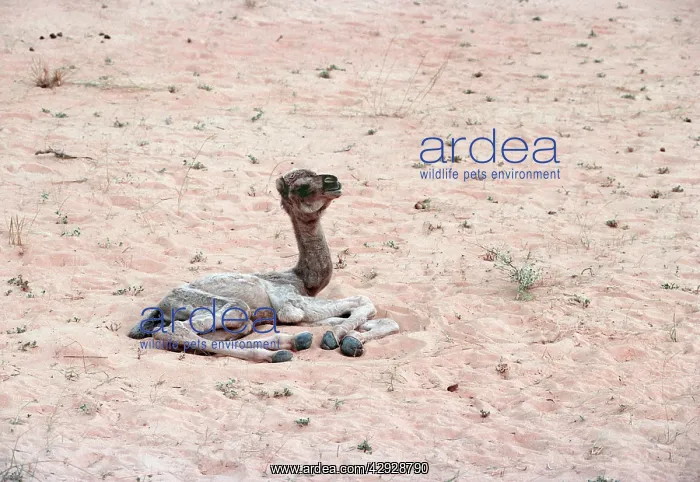  : Dromedary Camel - newborn, lying down