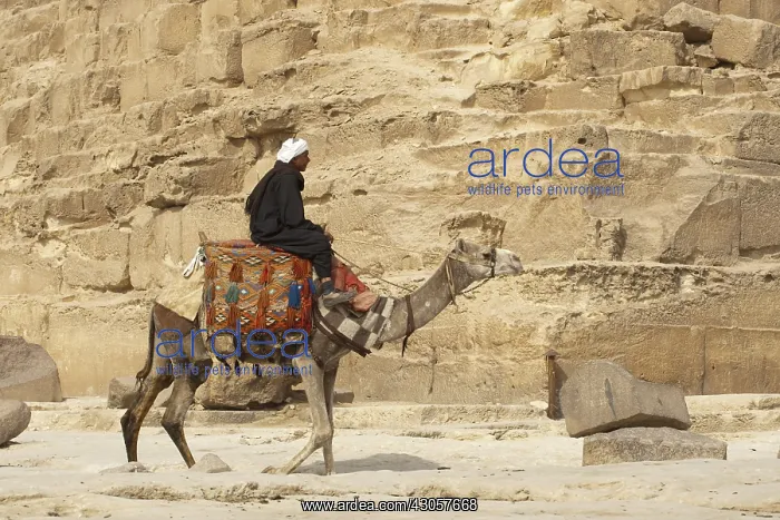 : Dromedary camel in front of a pyramid Egypt : Dromedary camel in front of a pyramid Egypt