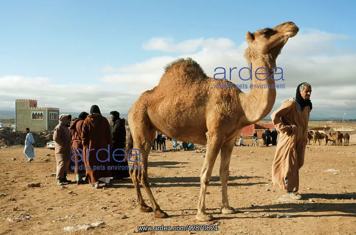 : Dromedary Camel - at the Saturday camel market of Guelmim : Dromedary Camel - at the Saturday camel market of Guelmim