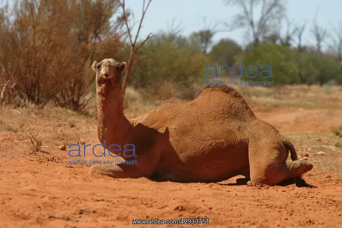 : Dromedary Camel - Sitting down : Dromedary Camel - Sitting down