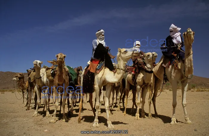 : Dromedary camel train - Tuareg nomads taking their : Dromedary camel train - Tuareg nomads taking their