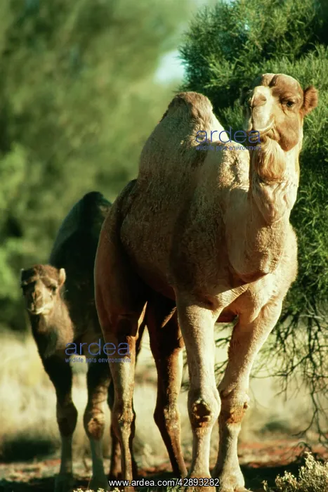: Dromedary CAMEL - wild bull and young : Dromedary CAMEL - wild bull and young