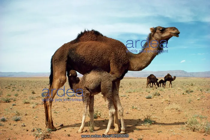 : Dromedary Camel - with young suckling : Dromedary Camel - with young suckling