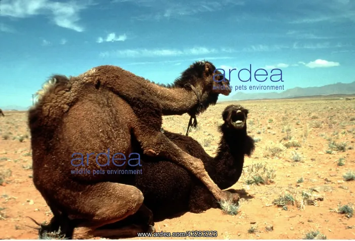 : Dromedary CAMELS - mating : Dromedary CAMELS - mating