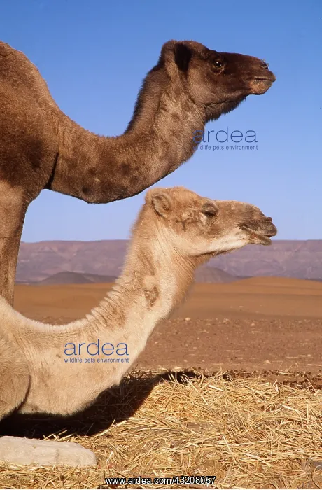 : Dromedary CAMELS - x two, head and necks : Dromedary CAMELS - x two, head and necks