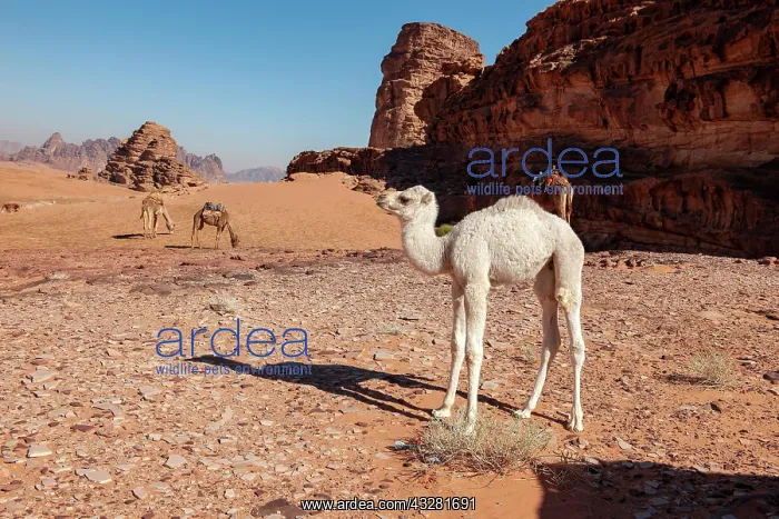 : Dromedary (Camelus dromedarius), calf, Wadi Rum : Dromedary (Camelus dromedarius), calf, Wadi Rum